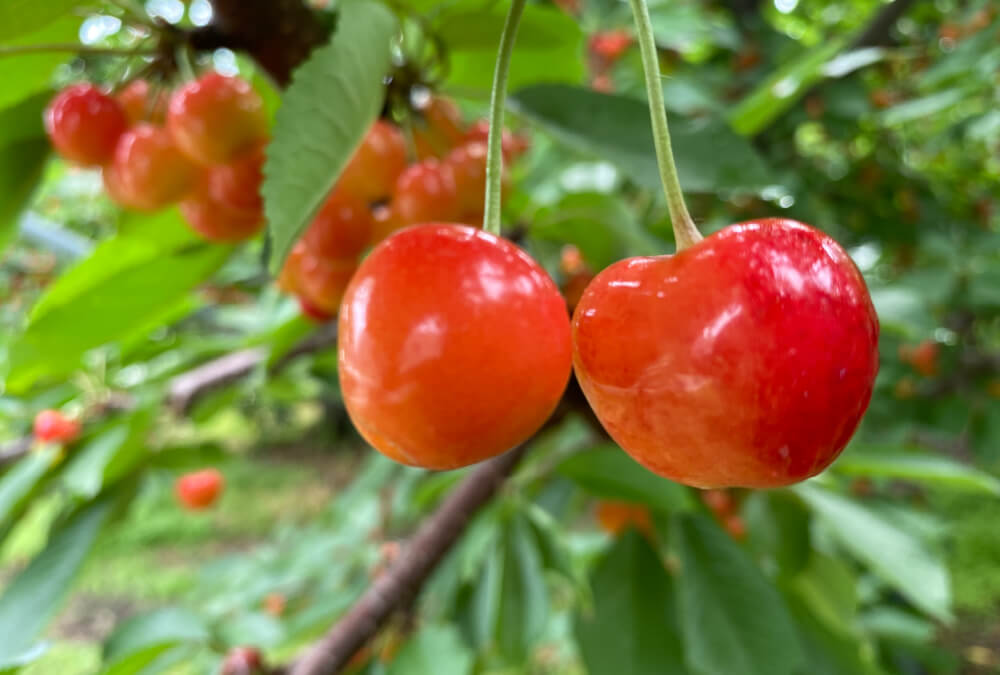 과일 따기(체리 따기)
